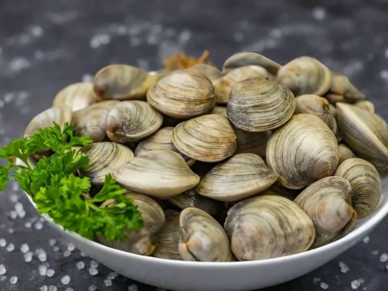 Fresh Clams UAE 1 Fresh Clams UAE price Dubai Abu Dhabi