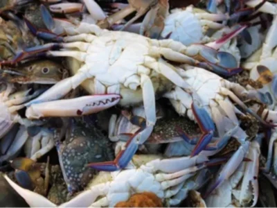 Fresh Crab Whole price UAE Abu Dhabi Dubai
