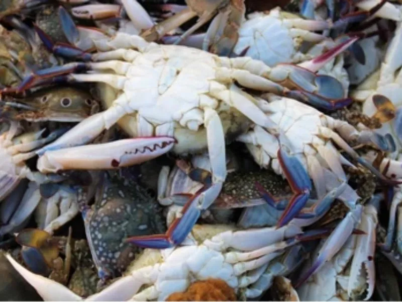 Fresh Crab Whole 1 Fresh Crab Whole price UAE Abu Dhabi Dubai