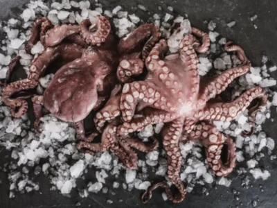 Fresh Octopus Whole price UAE Dubai Abu Dhabi