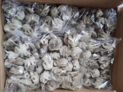 Frozen Baby Octopus 20/40 Cleaned IQF price UAE Abu Dhabi Dubai