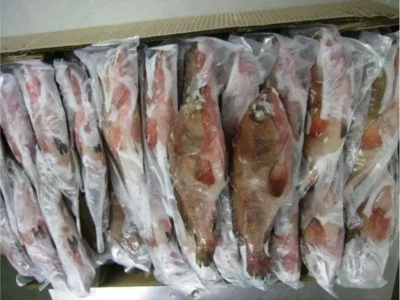 Frozen Grouper Whole Fish price UAE Dubai Abu Dhabi