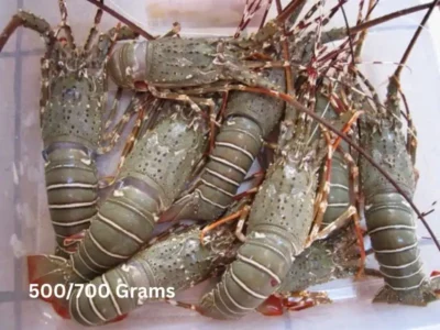 Frozen Lobster Whole 500-700 Gram price UAE Dubai Abu Dhabi