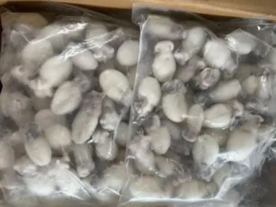 Frozen Baby Cuttle Fish 20/40 IQF Price UAE Dubai Sharjah