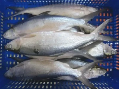 Frozen Milk Fish Taiwan 500-800 Gram