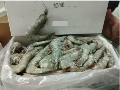 Frozen Iranian Shrimps 30/40 size supplier UAE