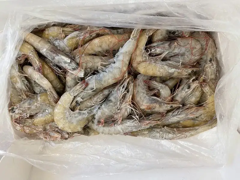 Frozen Iranian Shrimps 50/60 1 Frozen Iranian Shrimps 50/60 UAE