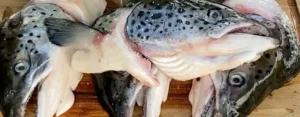 Frozen Salmon Head supplier UAE Dubai Abu Dhabi