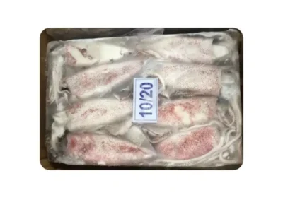 Frozen Squid Whole 10/20