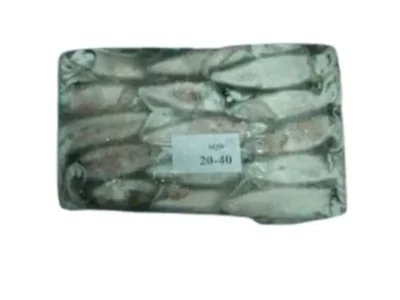Frozen Squid Whole 20/40