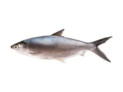 Frozen Milk Fish Taiwan 500-800 Gram