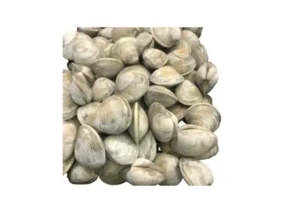 Fresh Clams UAE