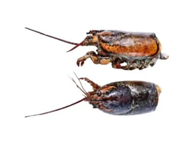 Frozen Lobster Head
