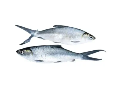 Frozen Milk Fish 300-500 Gram Malaysia
