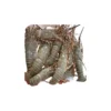 Frozen Lobster Whole 300-500 Gram