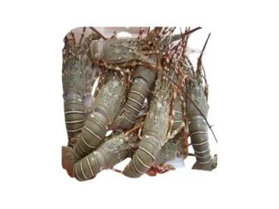 Frozen Lobster Whole 300-500 Gram