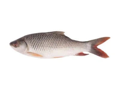 Frozen Rohu Fish Gutted 800-1000 Gram
