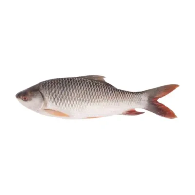 Frozen Rohu Fish Gutted 800-1000 Gram