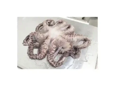 Fresh Octopus Whole