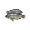 Frozen Tilapia whole 400-600 Gram India