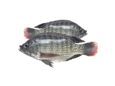 Frozen Tilapia whole 400-600 Gram India
