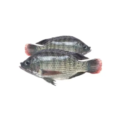 Frozen Tilapia whole 400-600 Gram India