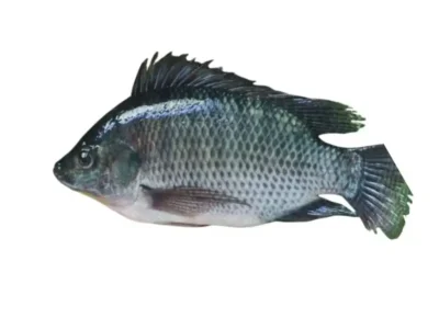 Frozen Tilapia whole 400-600 Gram Thailand
