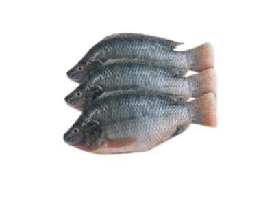 Frozen Tilapia whole 300-500 Gram Thailand