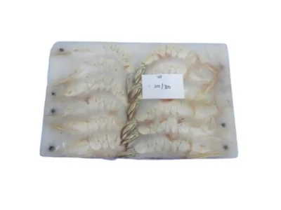 Frozen Shrimps Sea White 20/30