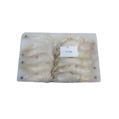 Frozen Shrimps Sea White 20/30