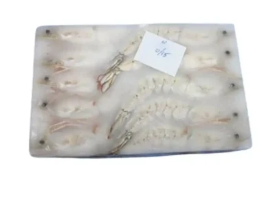 Frozen Shrimps Sea White U15