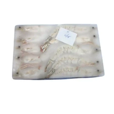 Frozen Shrimps Sea White U15