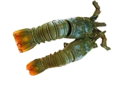 Frozen Lobster Whole 700-1000 Gram