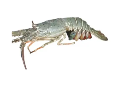 Frozen Lobster Whole 1kg size