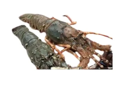 Frozen Lobster Whole 1.5 kg size