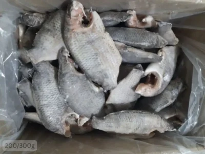 Frozen Whole Tilapia cleaned 200-300 grams size price UAE Abu Dhabi Dubai