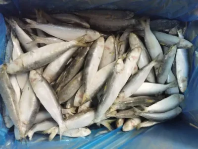 Frozen Sardine fish Assorted size price UAE Dubai Sharjah