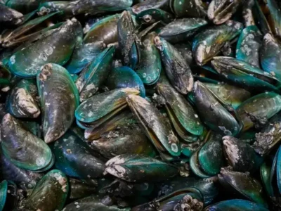 Frozen Green Mussels Full Shell price UAE Dubai Abu Dhabi