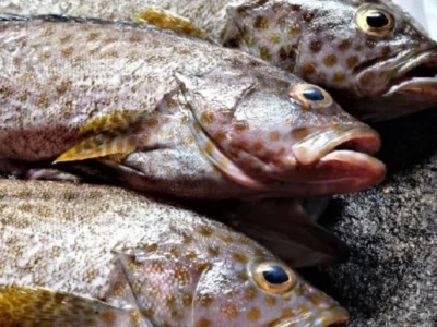Frozen Grouper Fish