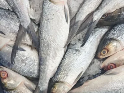 Frozen Milk Fish