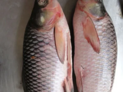 Frozen Rohu Fish