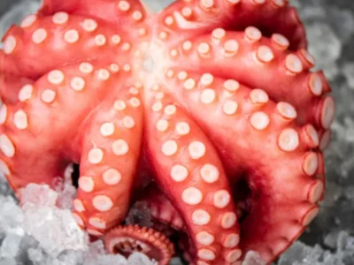 Frozen Octopus