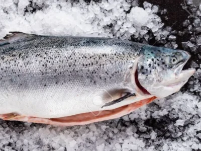 Frozen Salmon