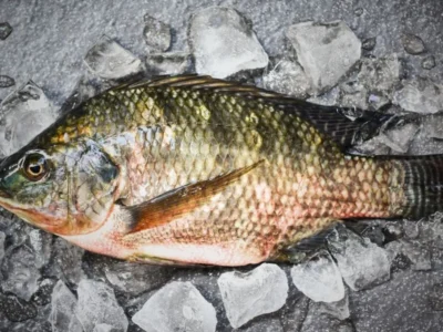 Frozen Tilapia