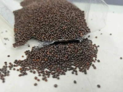 Whole Mustard Seeds price UAE, Dubai Abu Dhabi