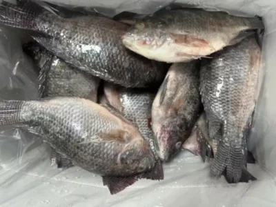 Frozen Whole Tilapia 700-1000 Grams
