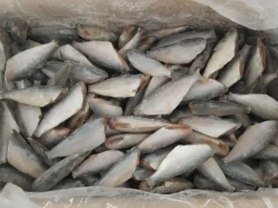Frozen Sardine Fish Headless