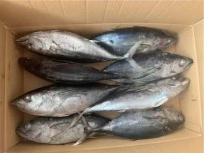 Frozen Whole Tuna