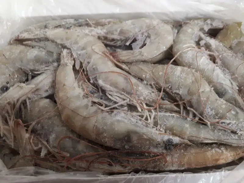 Frozen Iranian Shrimps 20/30 price in UAE