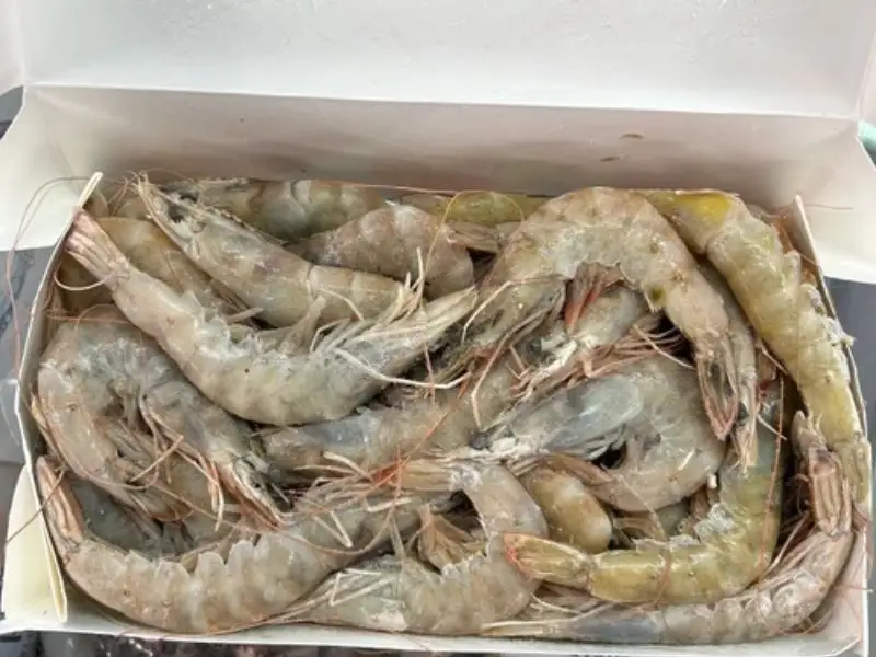 Frozen Iranian Shrimps 70/80 1 Frozen Iranian Shrimps 70/80 UAE price